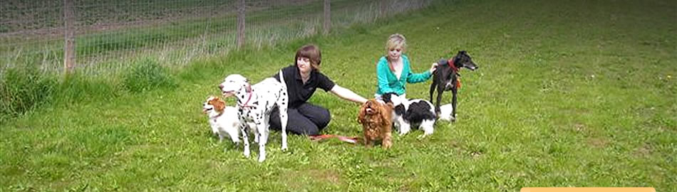 Ashingdon hotsell heights kennels